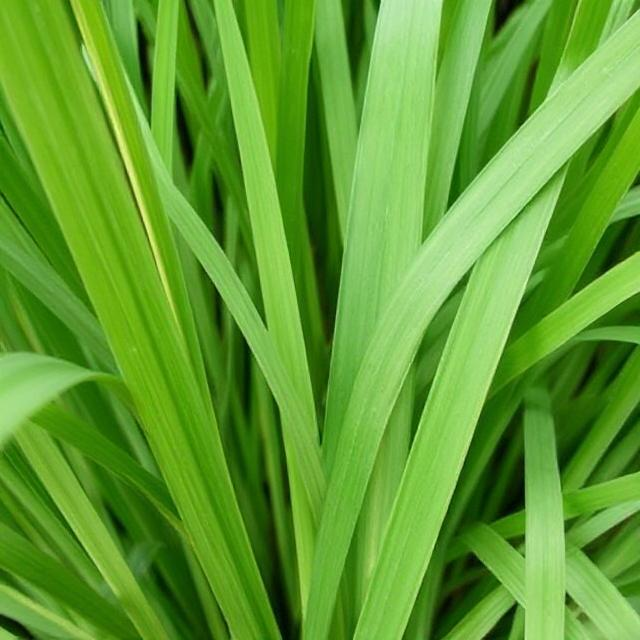Lemongrass Tea (Cymbopogon citratus)